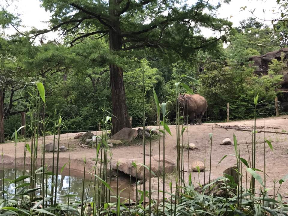 Rhino Reserve- Indian Rhinoceros