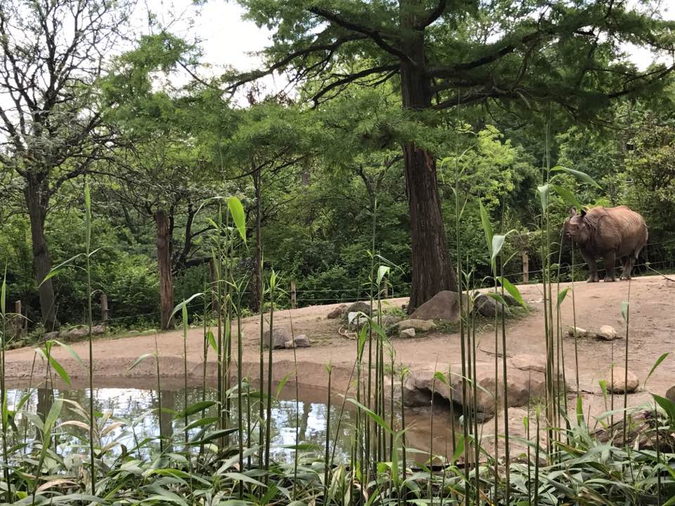 Rhino Reserve- Indian Rhinoceros