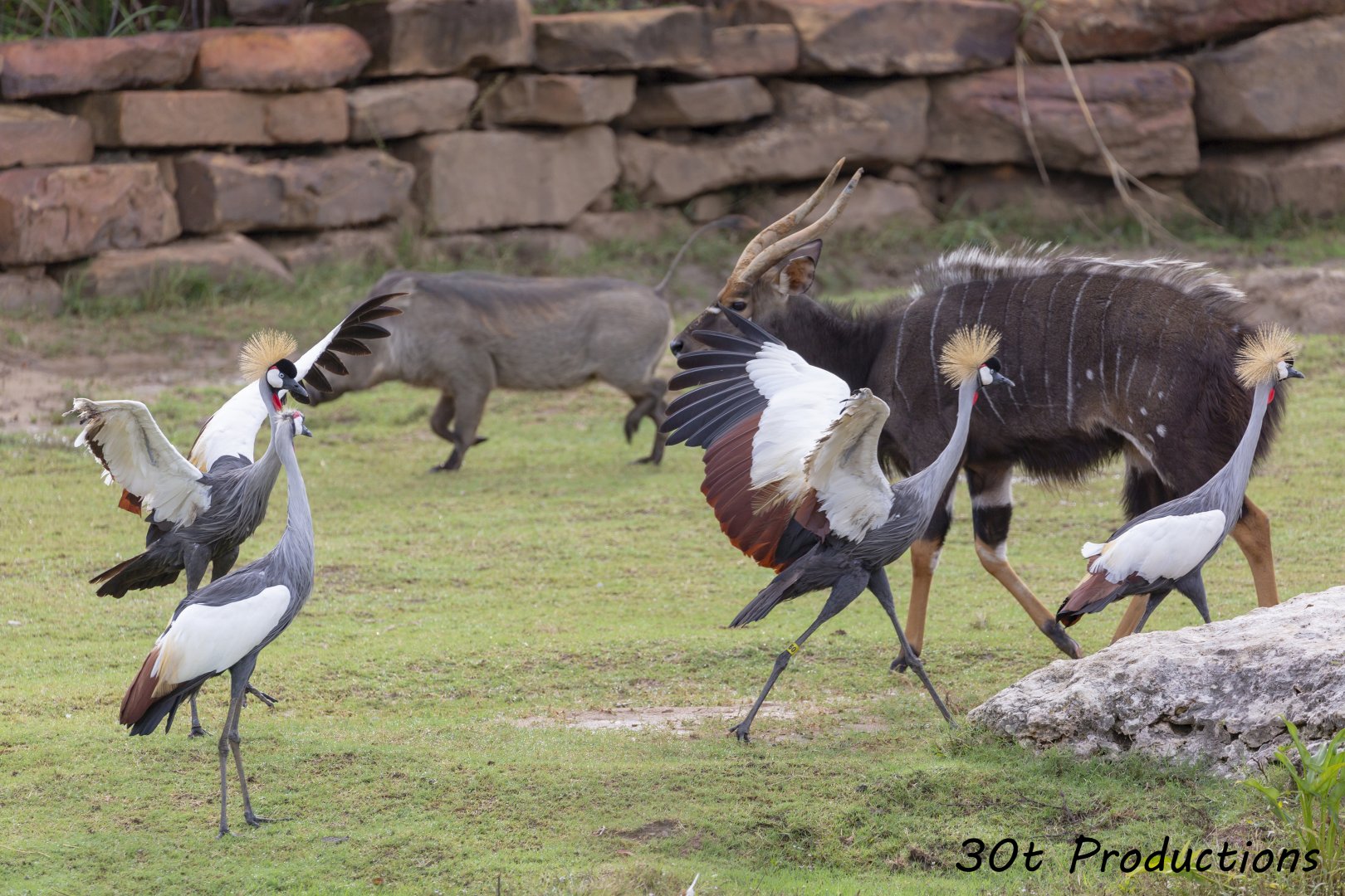 Rhino Reserve - Mixed Species - Nyala, Crowned Crane, Warthog, White Rhino