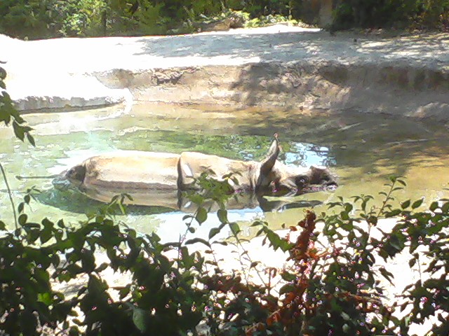 Rhino Reserve- Nikki