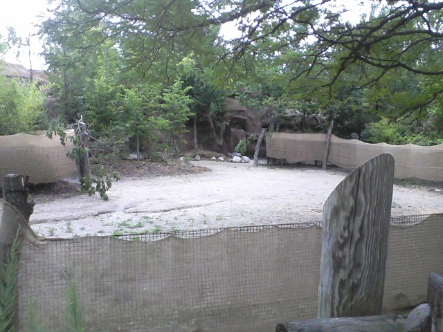 Rhino Reserve- Okapi and Yellow-backed Duiker exhibit