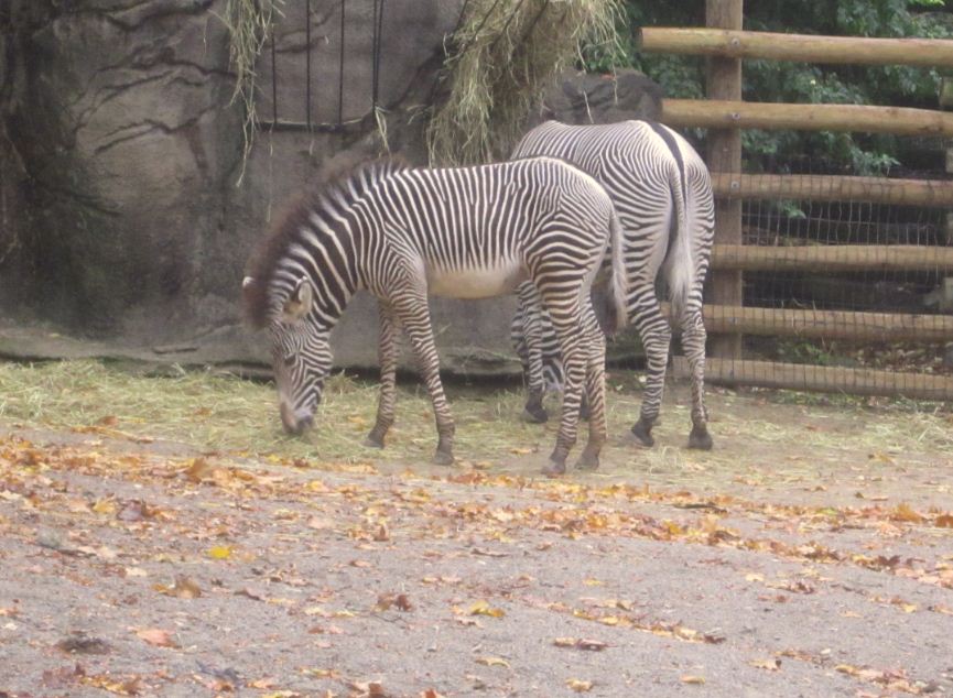Rhino Reserve-Savanna + Lainey Lynn