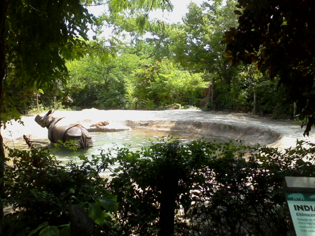 Rhino Reserve- Second Indian Rhino exhibit