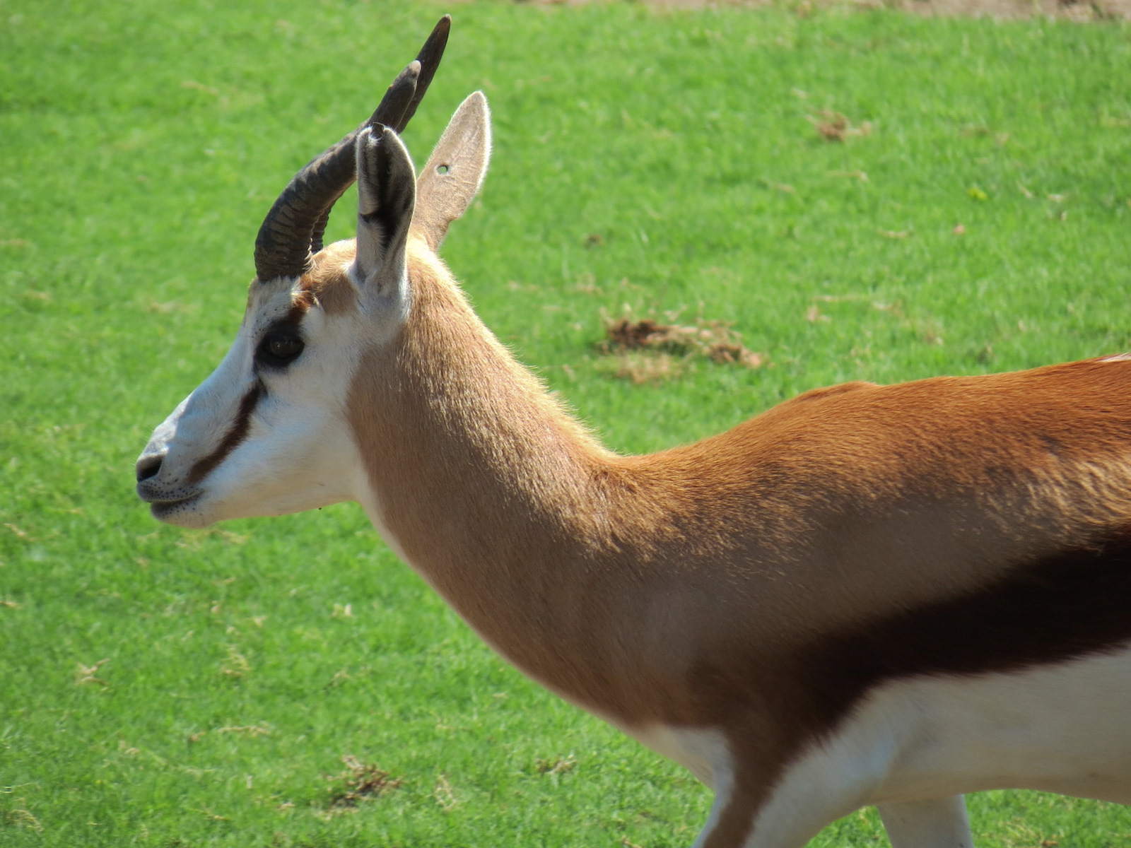 Rhino Reserve - Springbok
