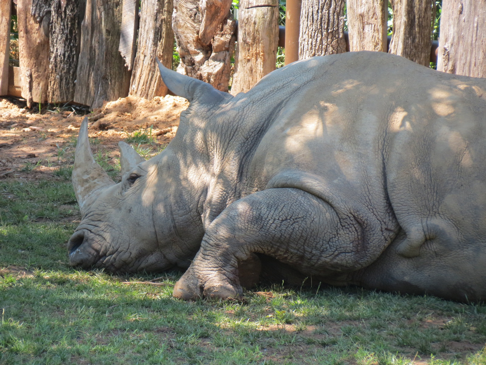 Rhino Reserve - White Rhinoceros