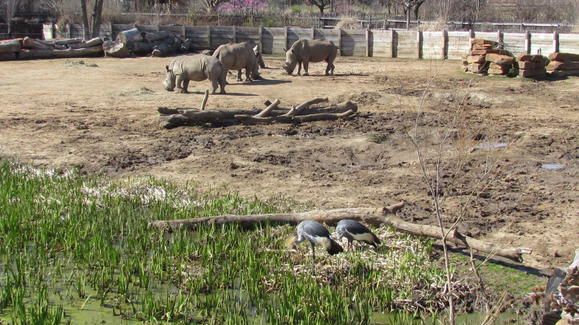 Rhino Reserve