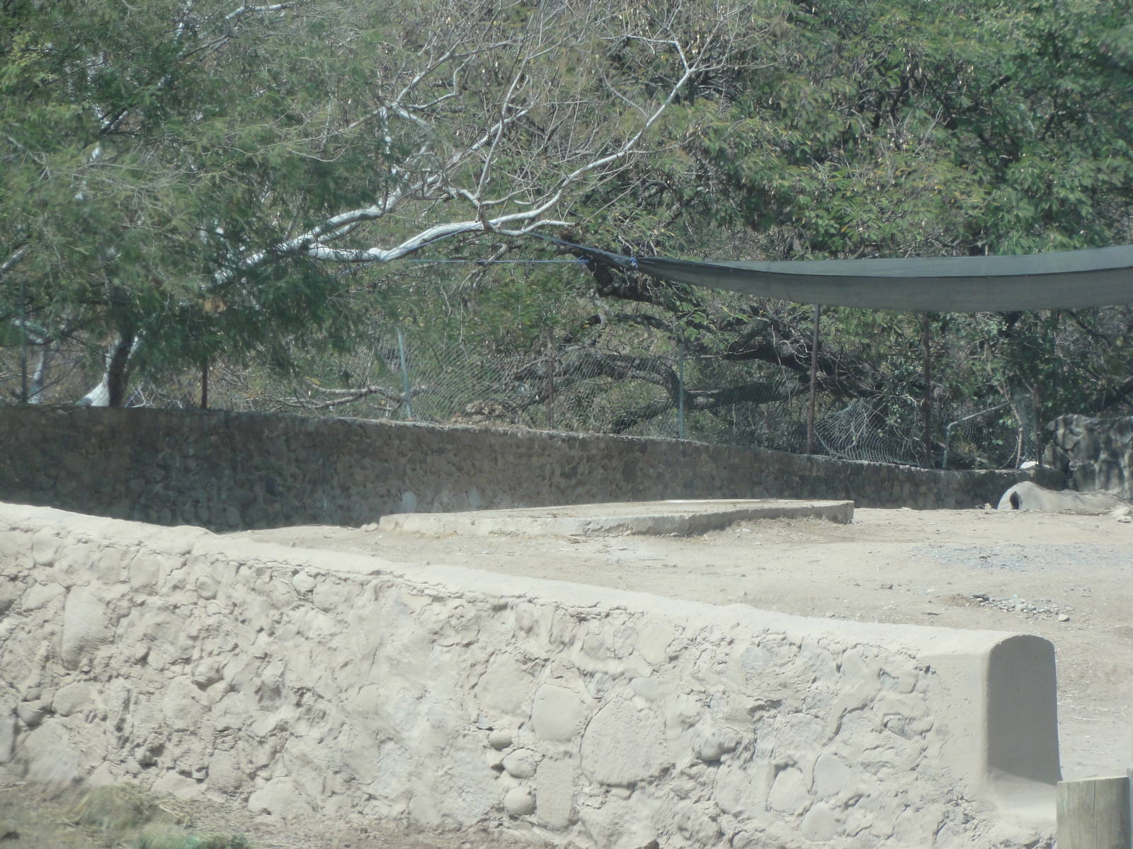 Rhino - right side of photo