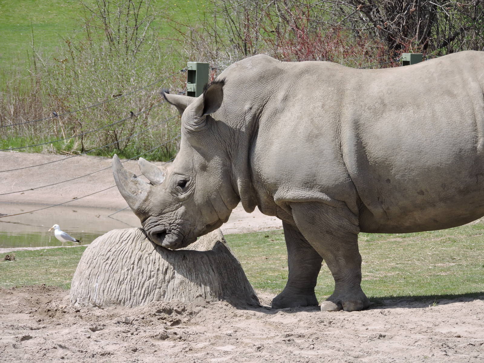 Rhino - Sabi or Zohari