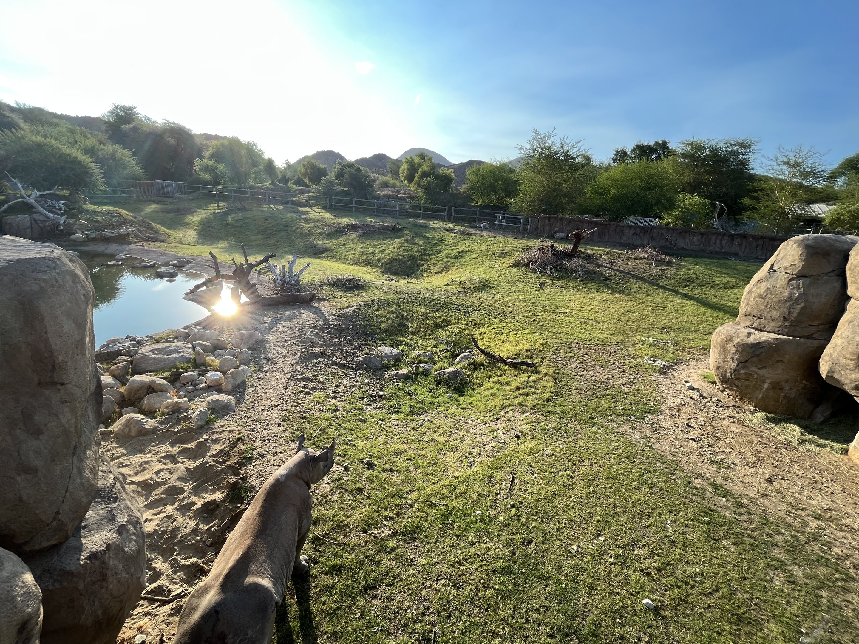 Rhino Savanna - New in 2021