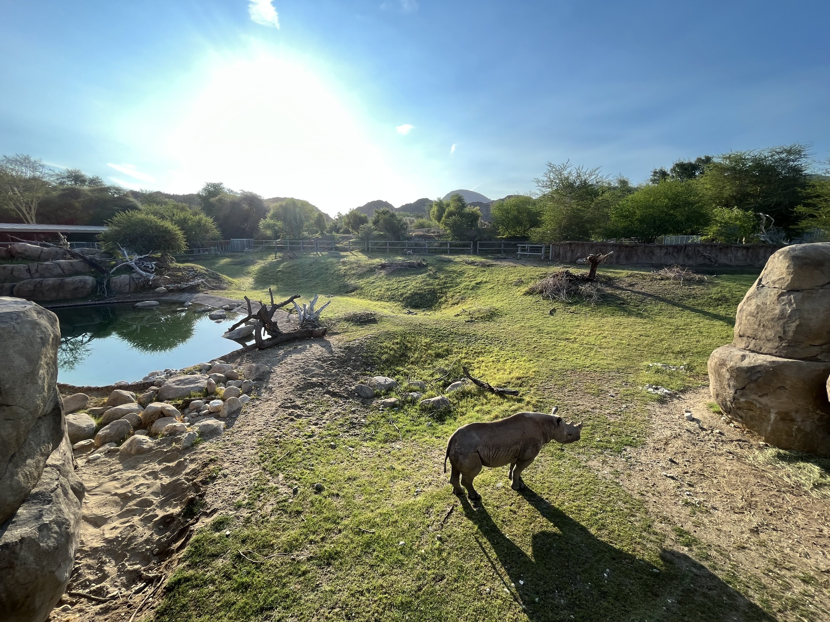 Rhino Savanna - New in 2021