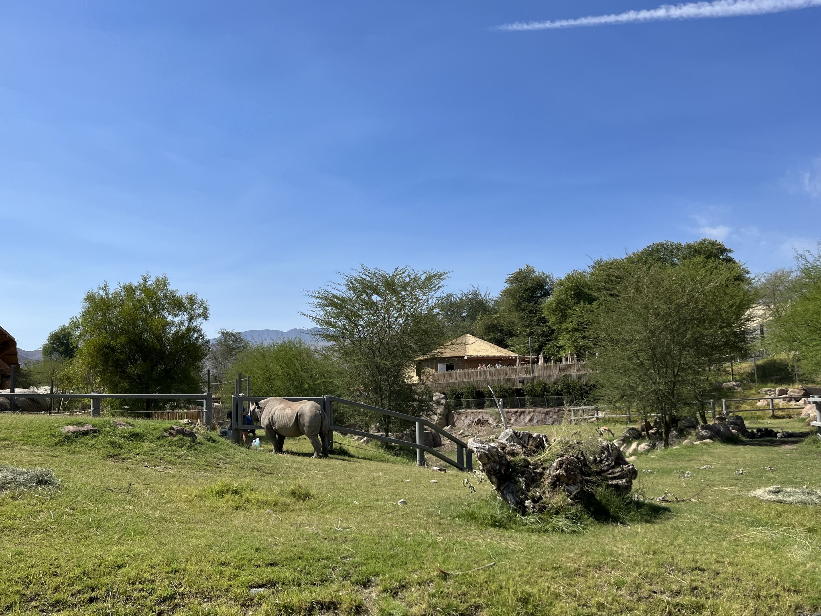 Rhino Savanna - New in 2021