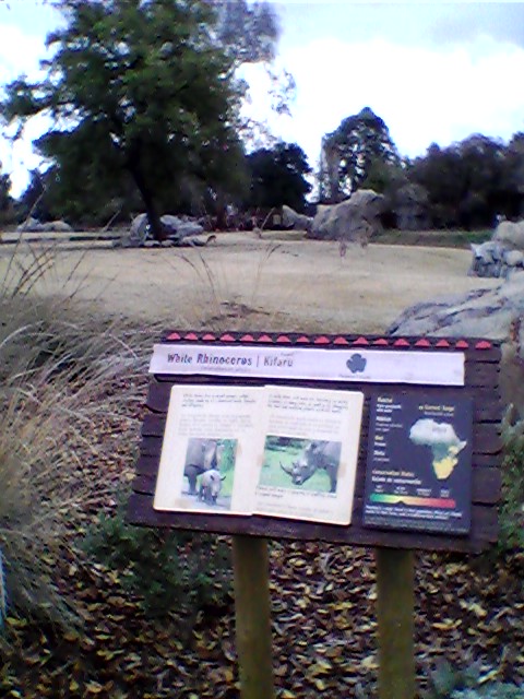 Rhino savanna overlook