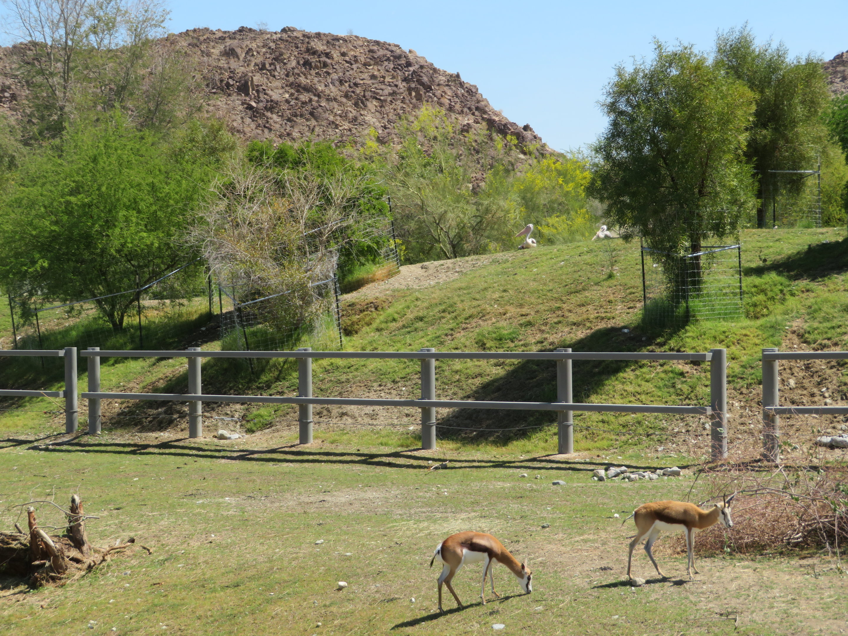 Rhino Savanna - Rhinoless Area