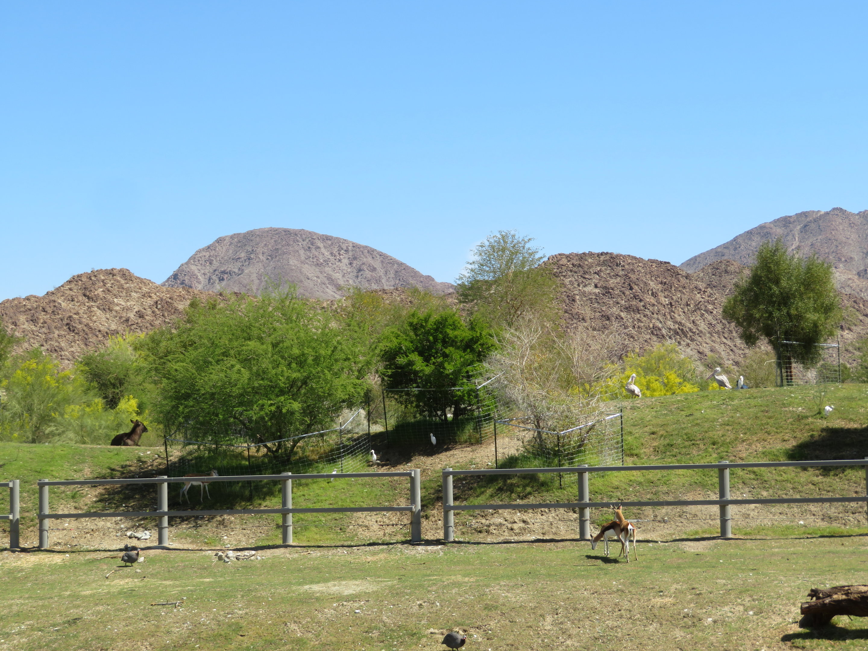 Rhino Savanna - Rhinoless Area