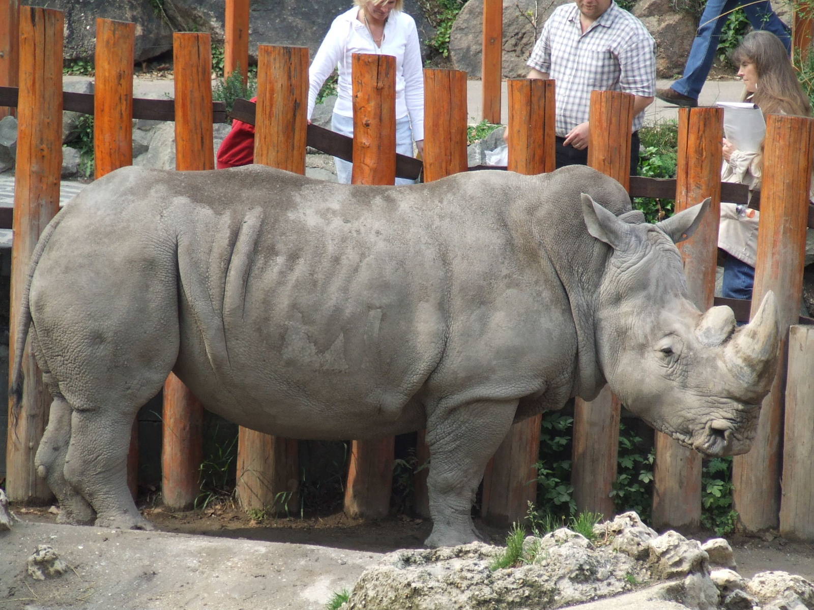 Rhino scratching at Budapest Zoo