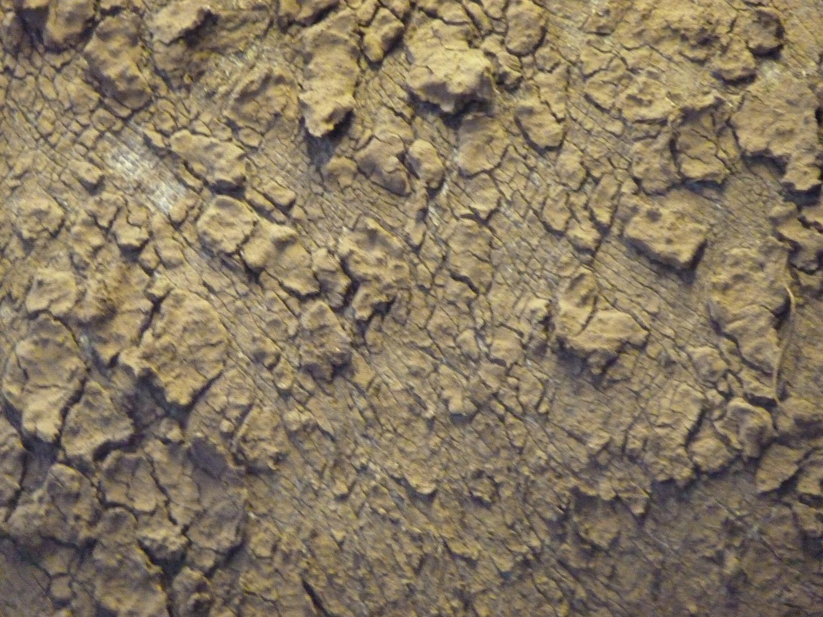 Rhino Skin Close-Up