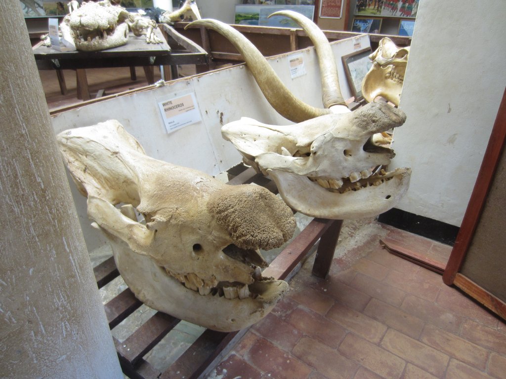 Rhino skulls