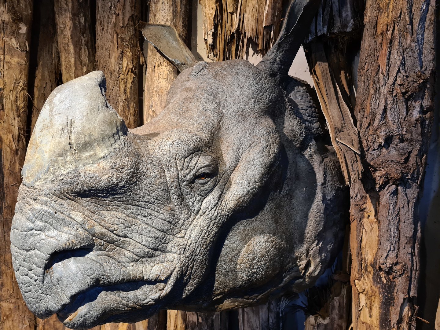 Rhino stables - Rhino head crashing through the wall