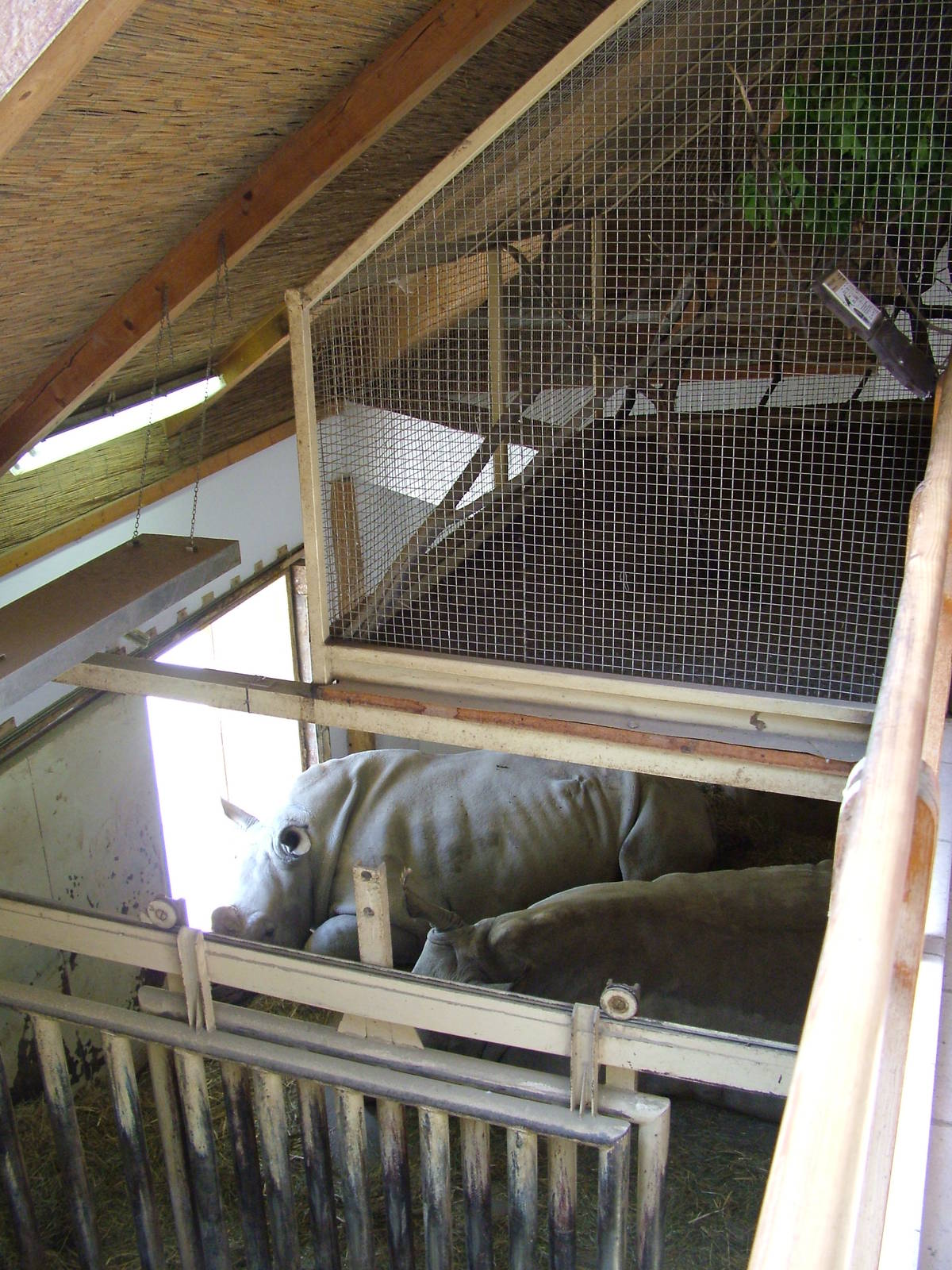 Rhino stalls at Zlin, 28/05/10