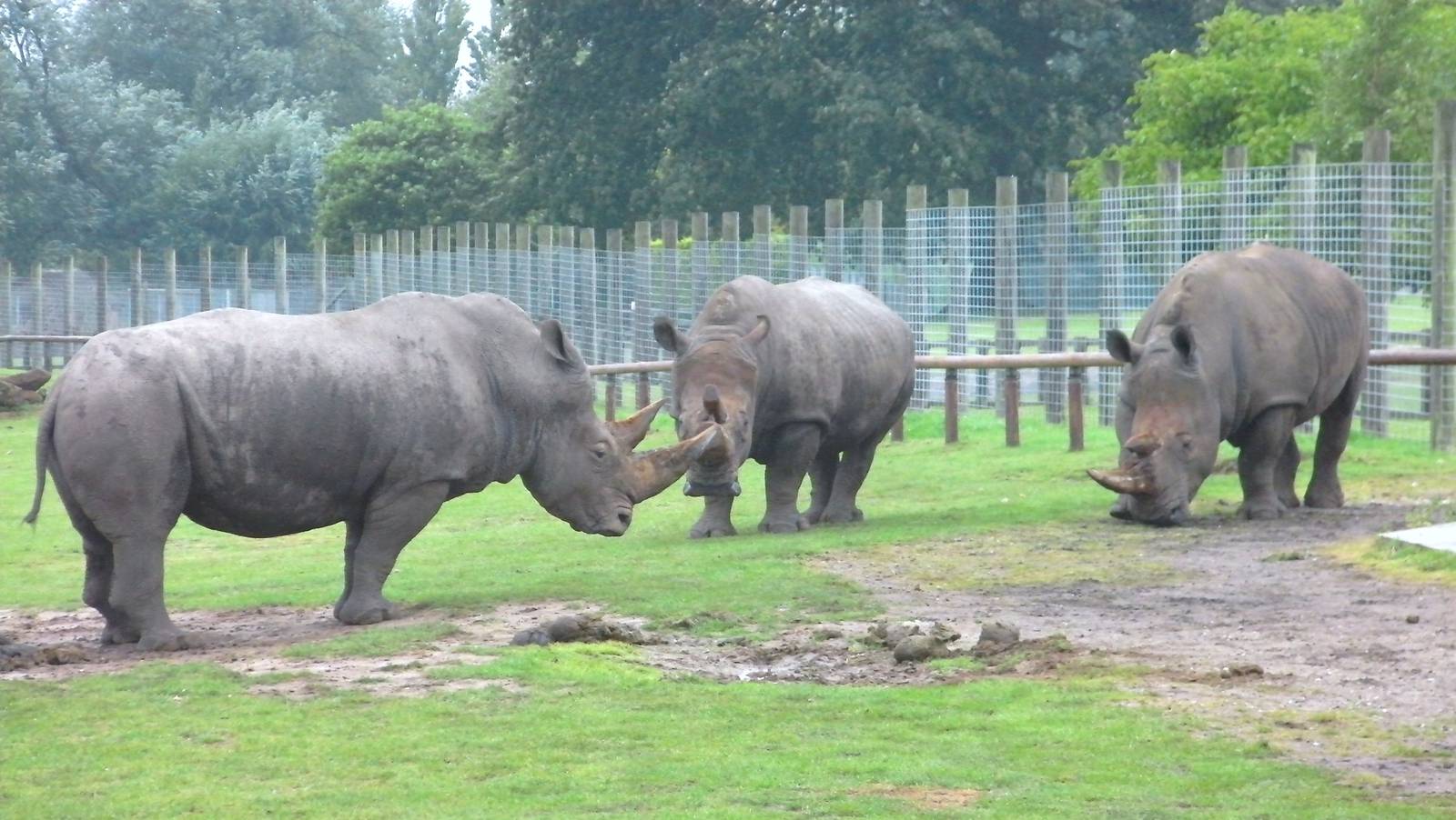 Rhino Stand Off - 04.08.2011