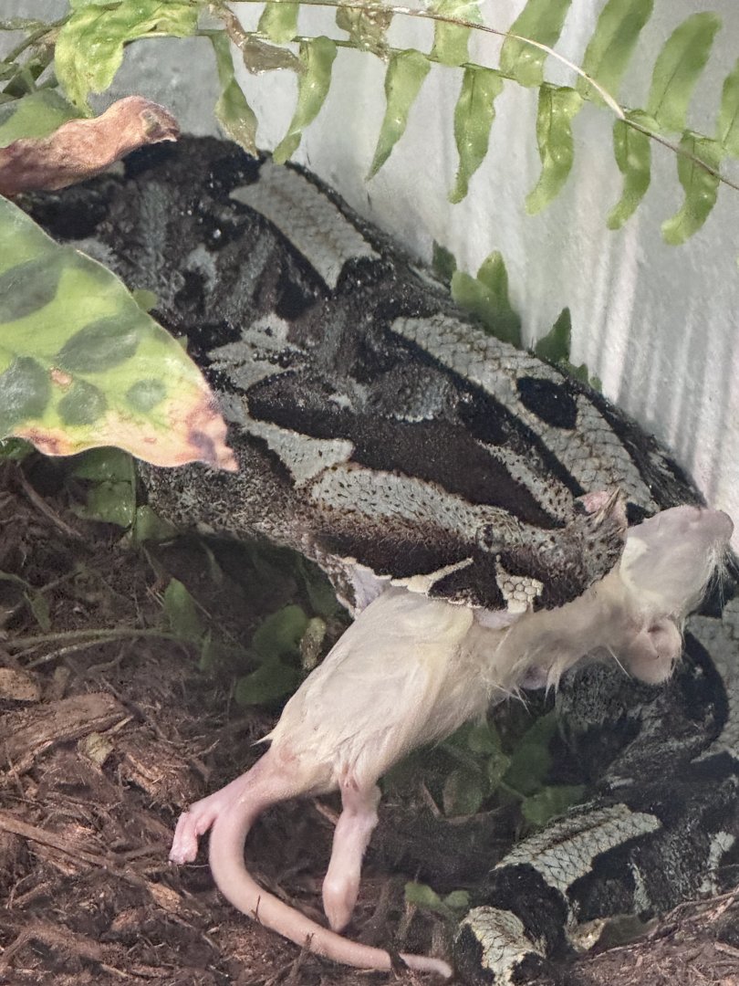 Rhino viper eating a rat