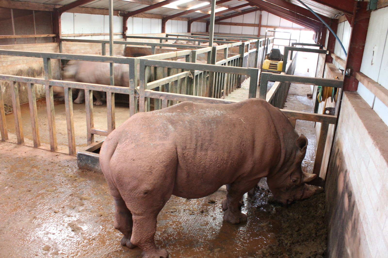 Rhino winter quarters 1-4-14