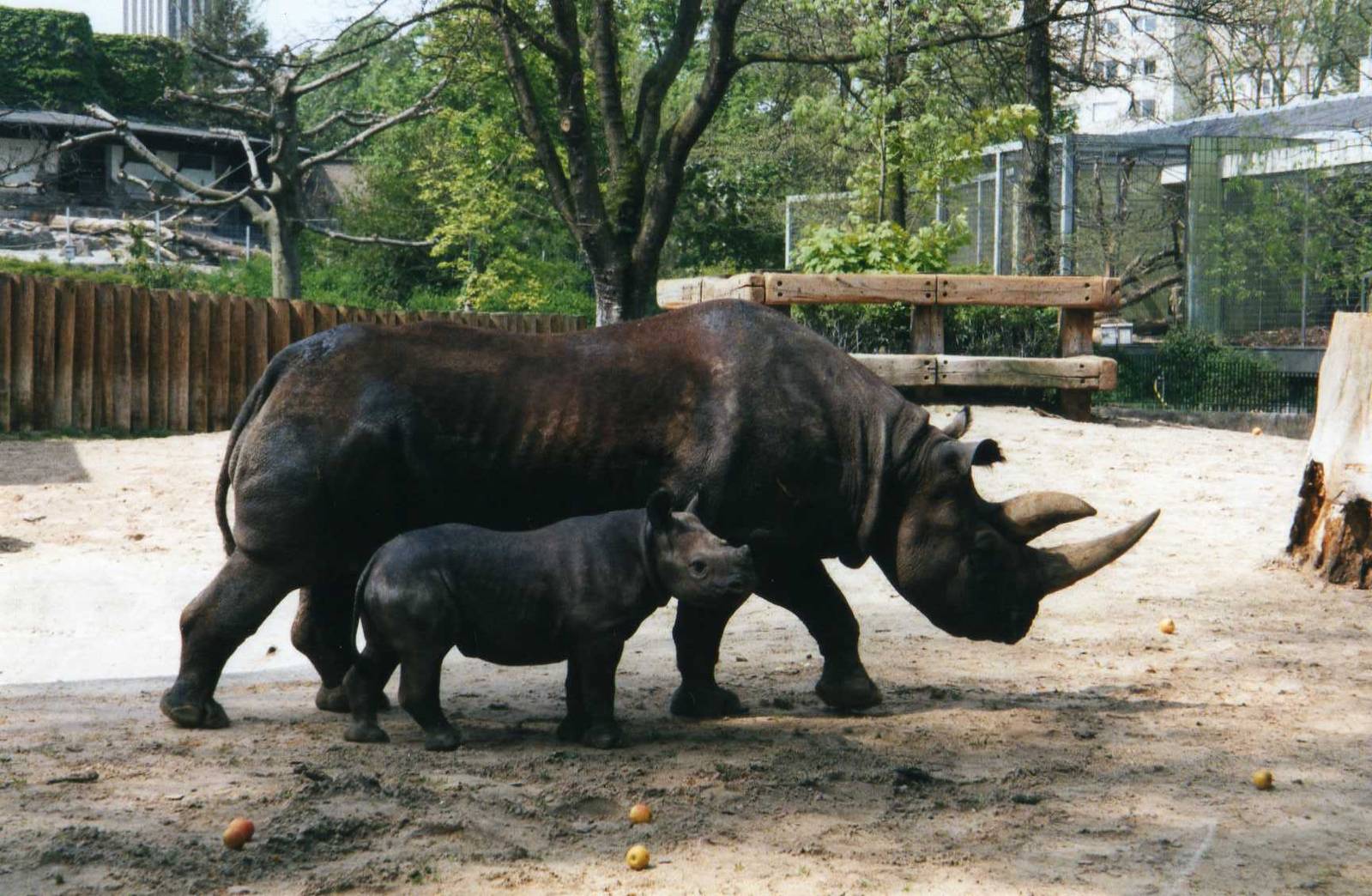 Rhino with calf