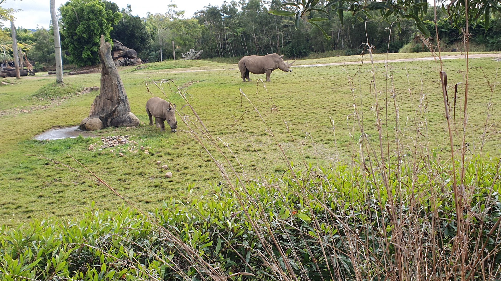 Rhino with Calf