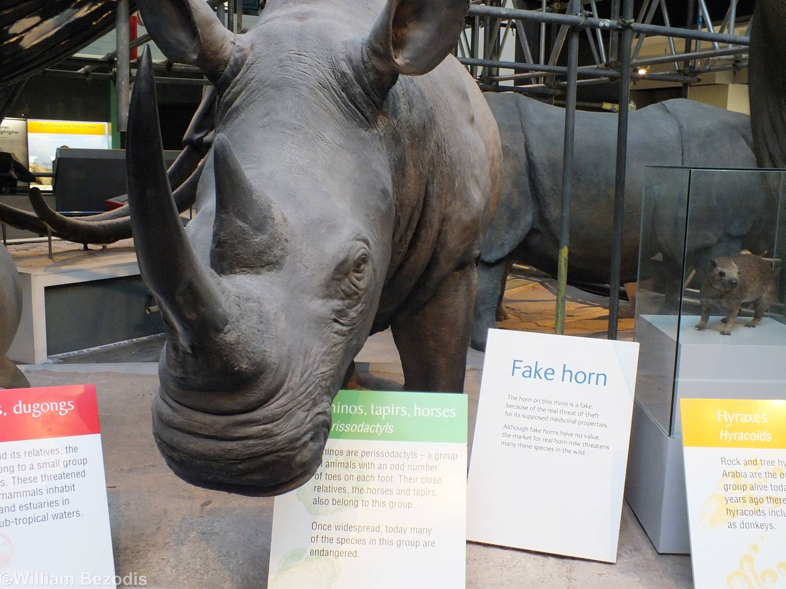 Rhino with Fake Horn - NHM London