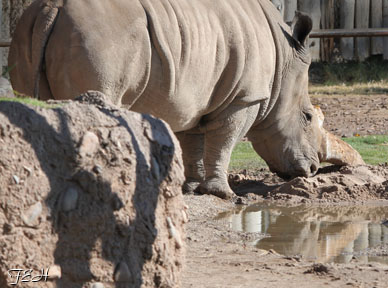 rhino with reflection