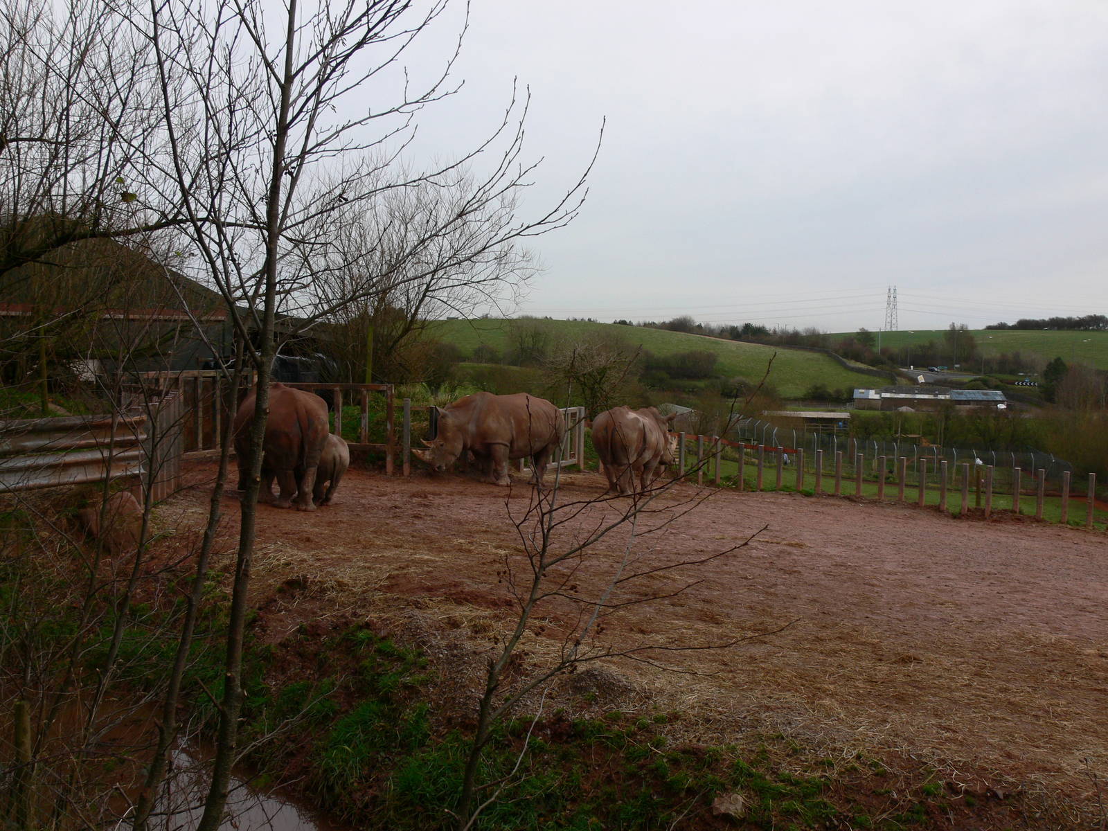 Rhino yard at South Lakes WAP 24/11/12