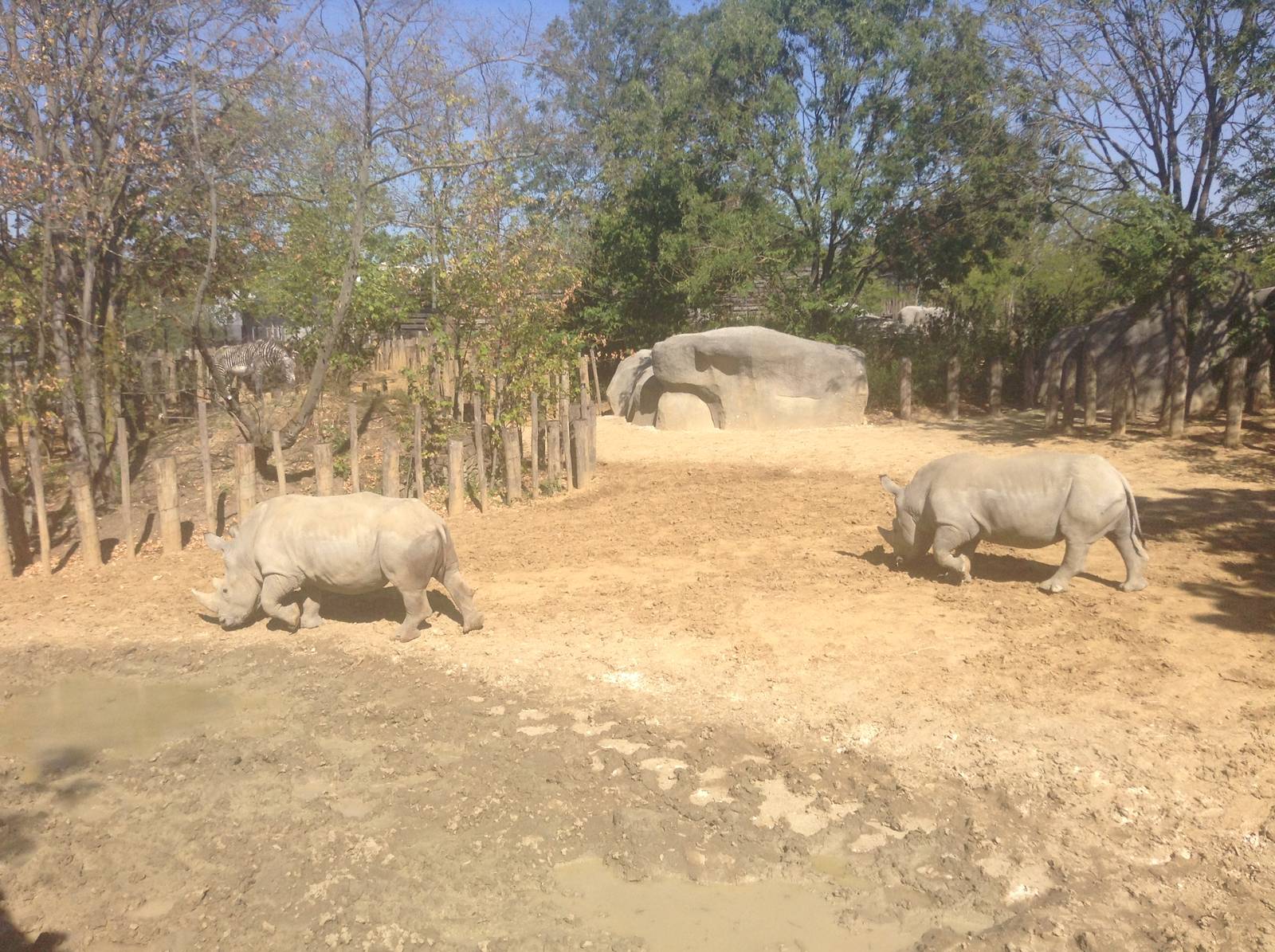 Rhino & Zebra Enclosure Pt 2