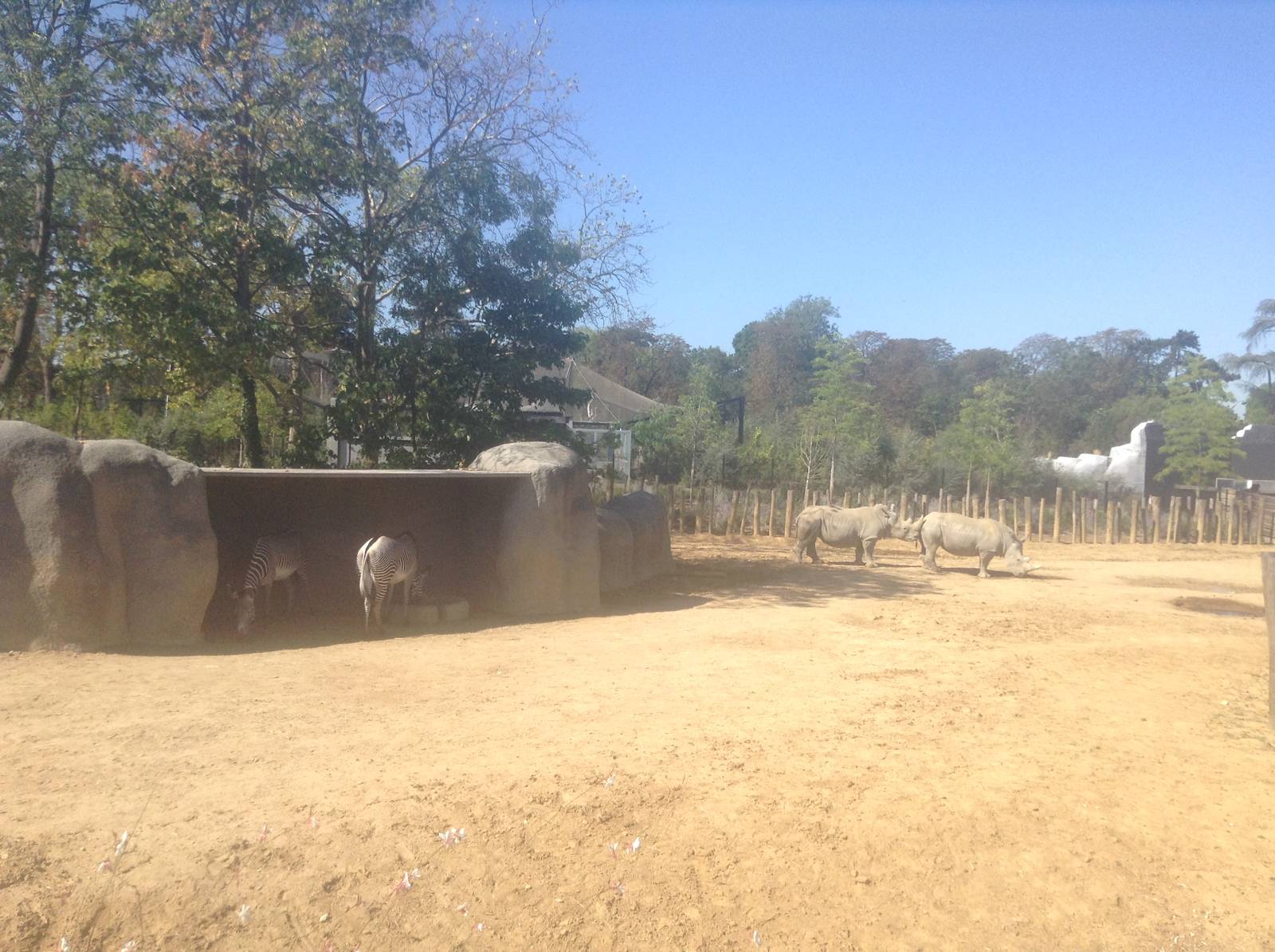 Rhino & Zebra Enclosure Pt 3