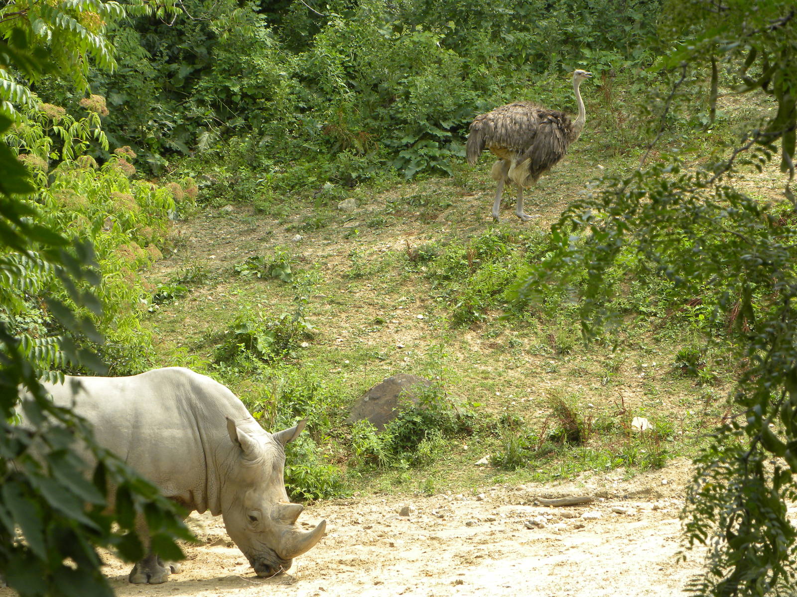 Rhino/Zebra/Ostrich Exhibit