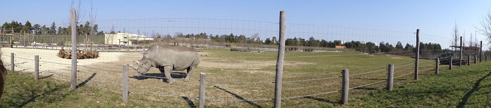 Rhino/zebra savannah