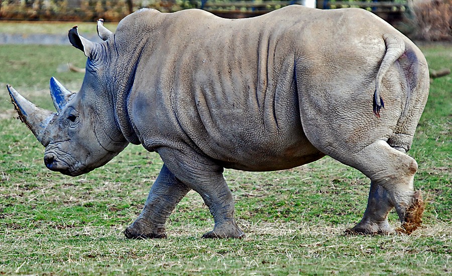 Rhino
