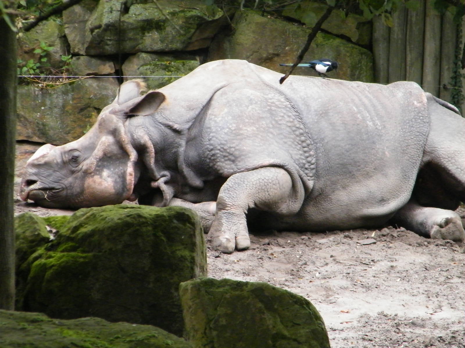 Rhino