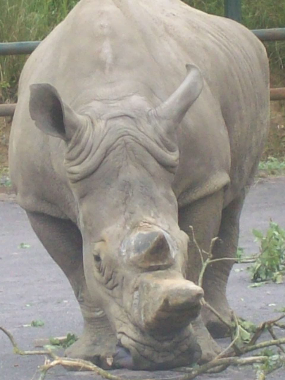 Rhino