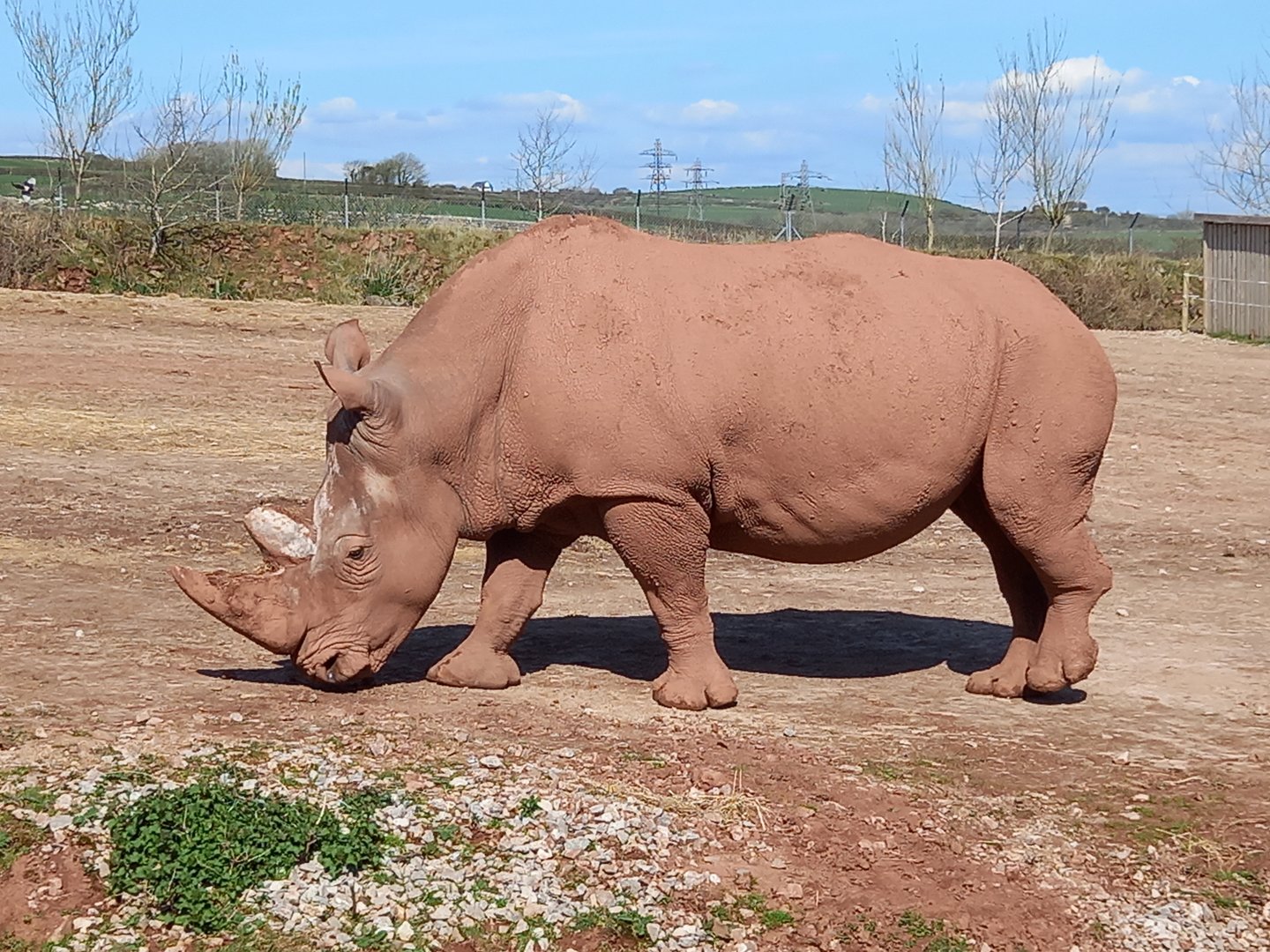 Rhino