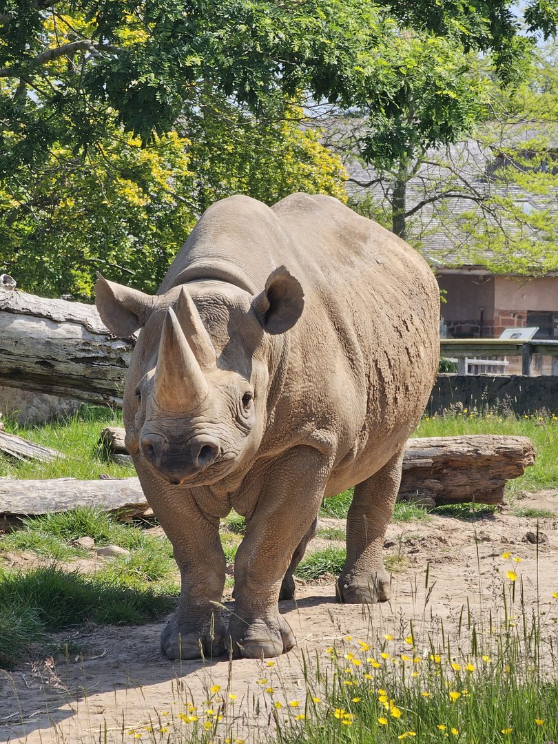 Rhino