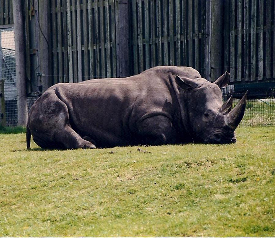 RHINO