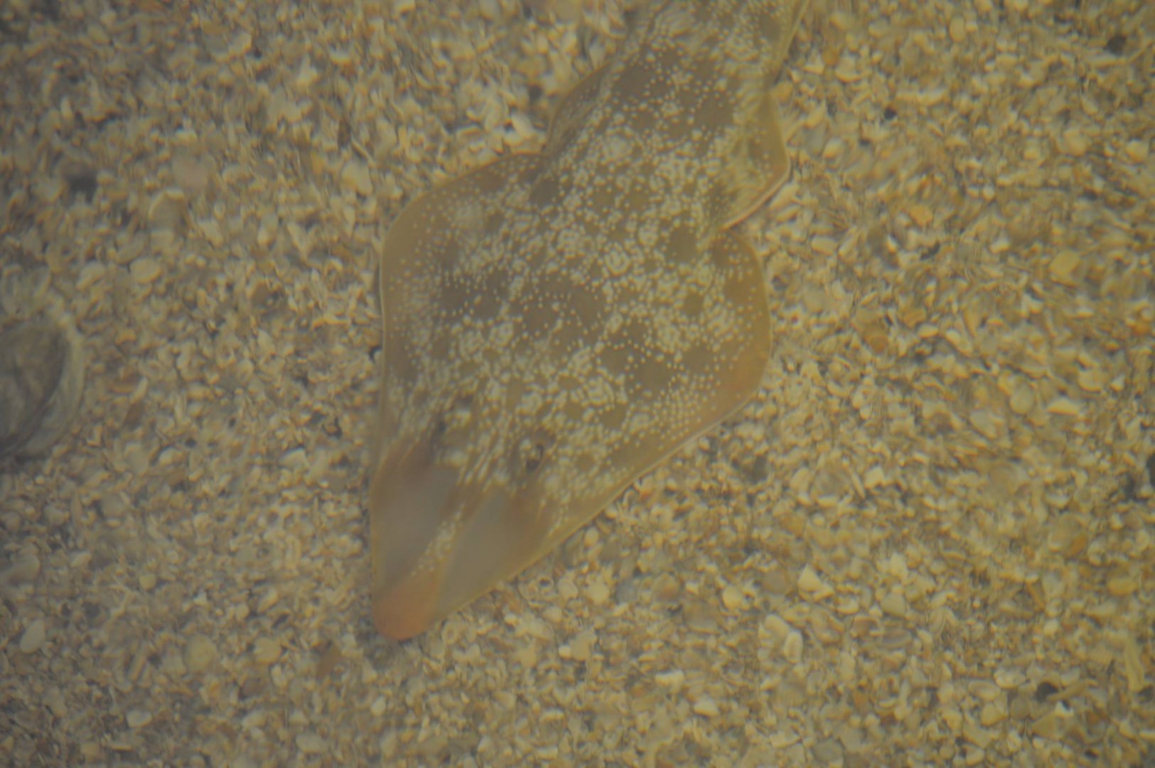 Rhinobatos lentiginosus