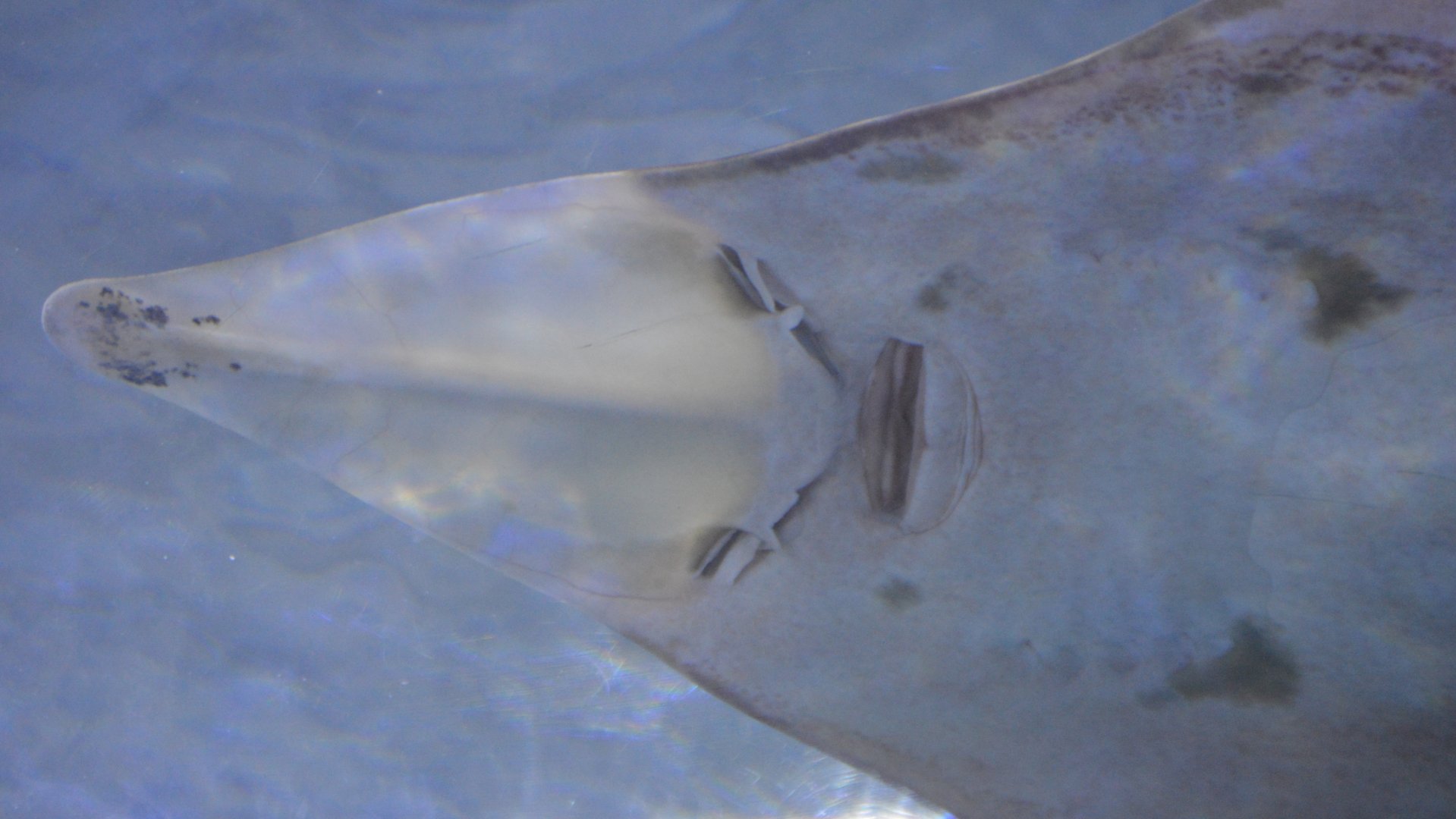 Rhinobatos productus