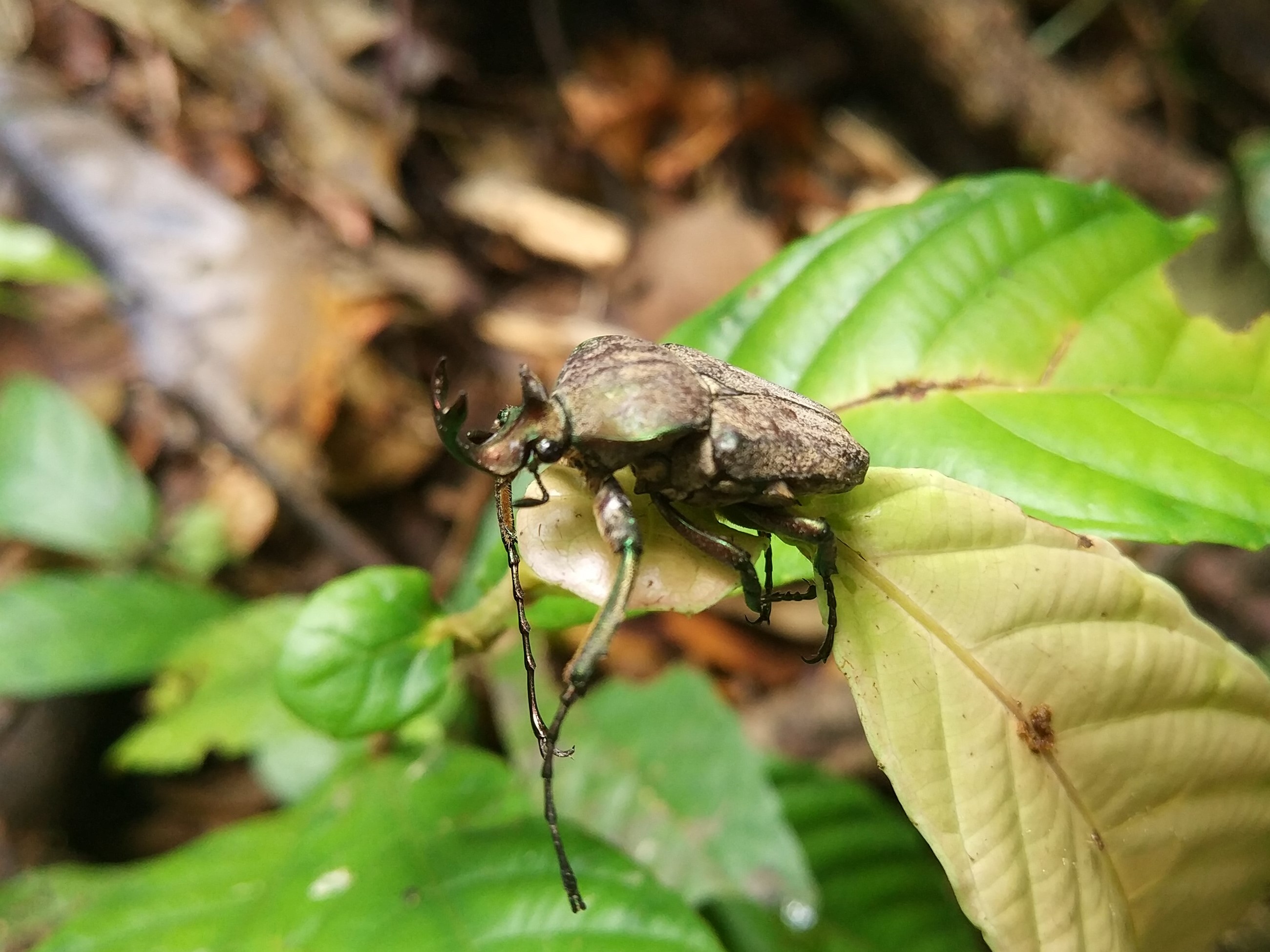 Rhinobeetle? - Danum