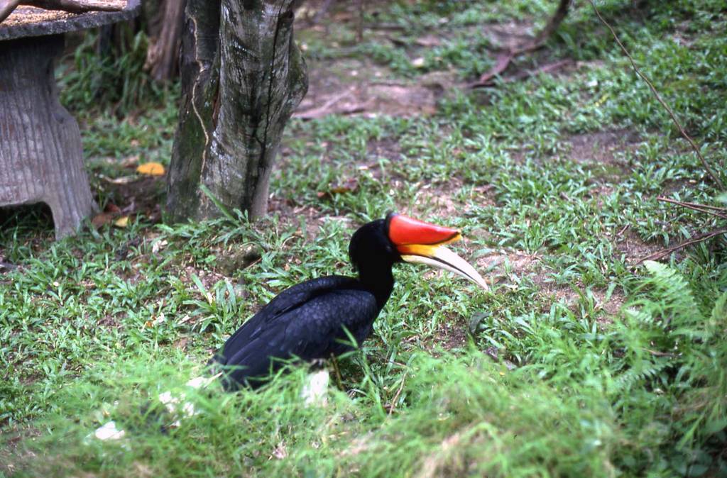 Rhinoceras hornbill