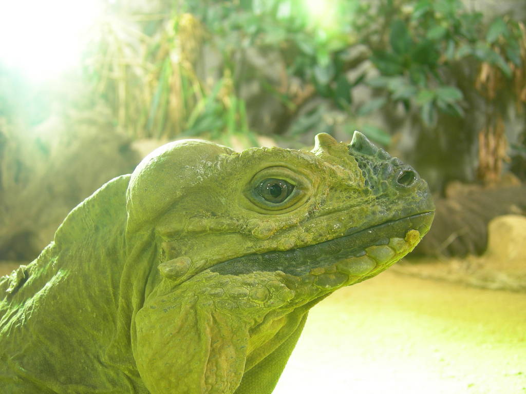 Rhinoceras Iguana