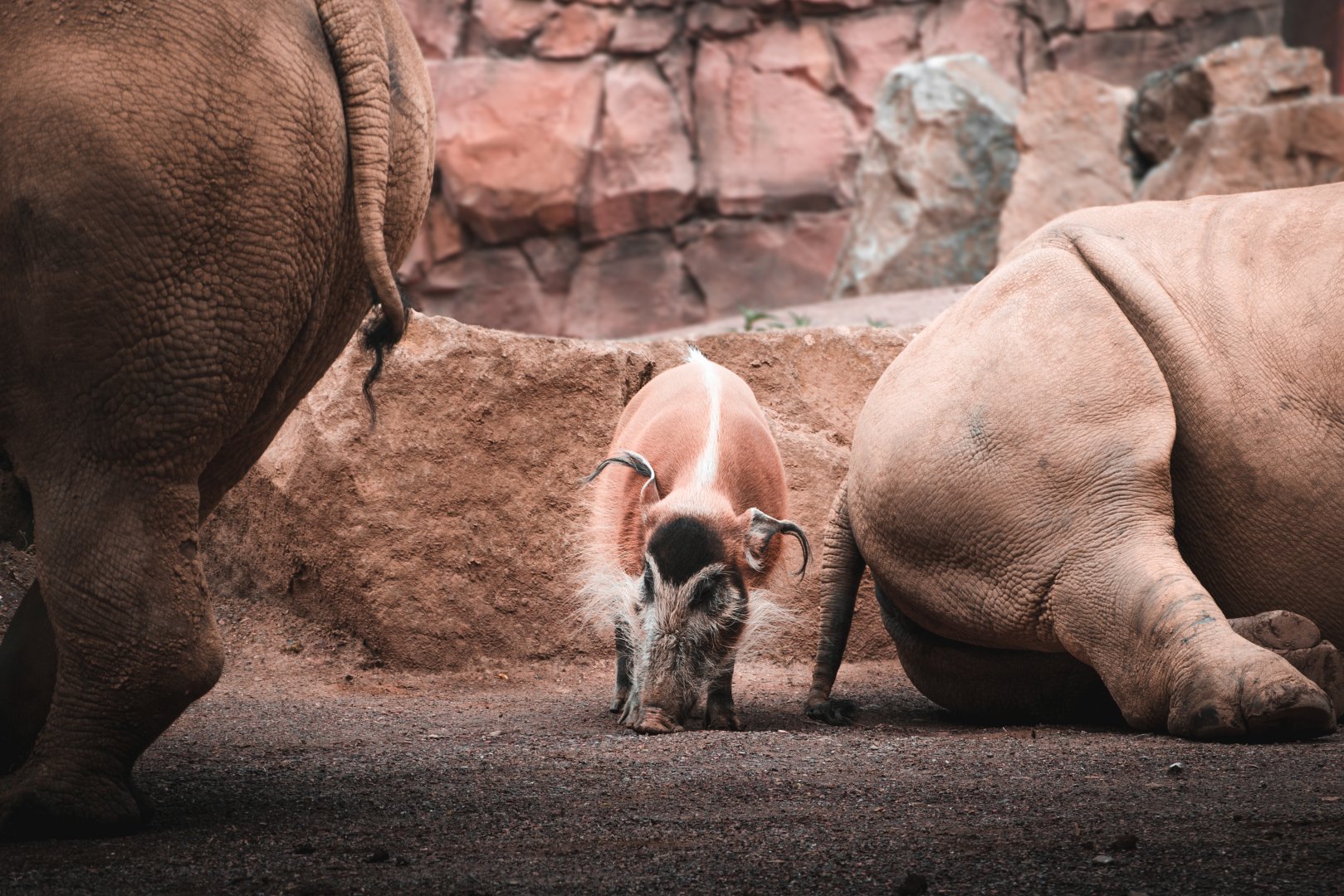 Rhinoceros and Red river hog