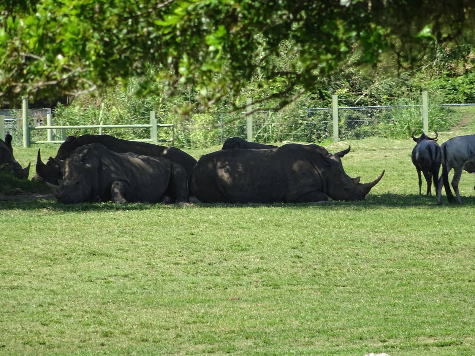 Rhinoceros at Busch Gardens Tampa
