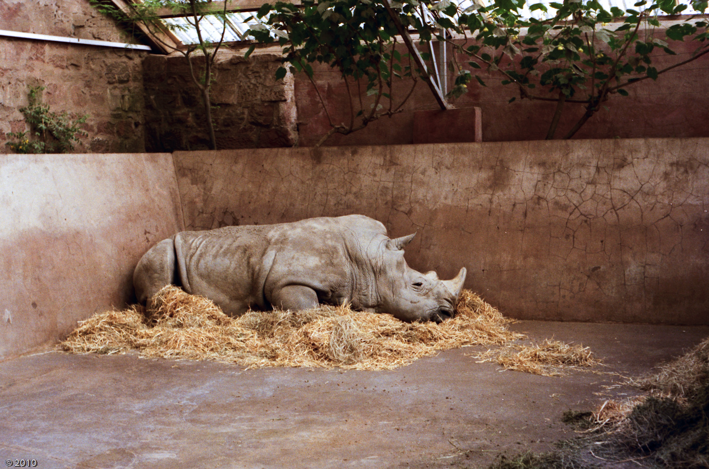 Rhinoceros at Chester Zoo - 1985