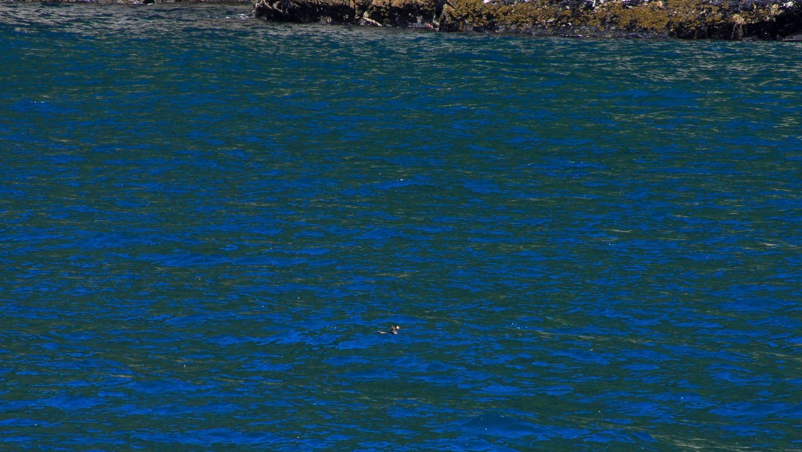 Rhinoceros Auklet - Alaska